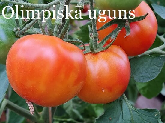 Olimpiskā uguns (tomātu sēklas)